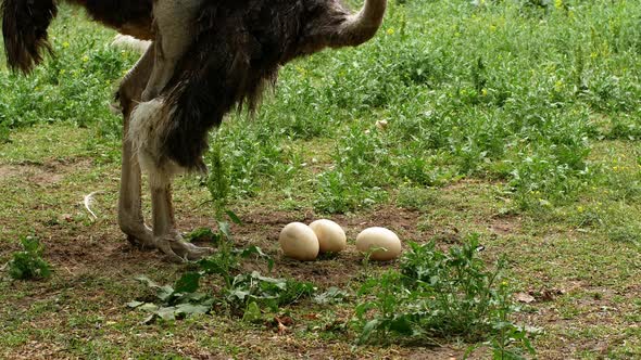 Ostrich farm. An ostrich sits on a nest hatches offspring eggs.