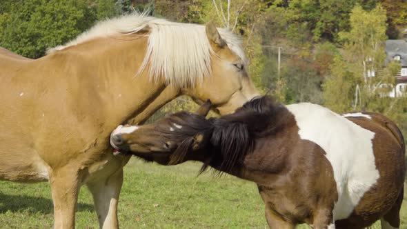 A Close View of Two Horses in Nature As They Lightly Bite and Clean One Another.