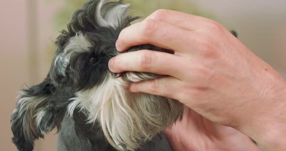 Close Up of Hands of a Man Who is Clippering the Yorkshire Terrier with Clipper and Holding Its