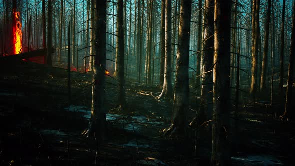 Forest Fire with Burned Trees After Wildfire