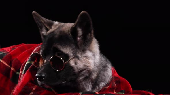 An American Akita Lies Wrapped in a Red Plaid Blanket and Sunglasses Over His Eyes. Dog in the