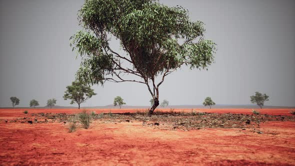 Dry African Savannah with Trees