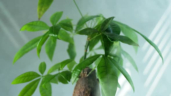 A Small Tree in a Pot Pachira