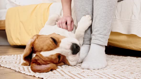 The Female Owner of the Beagle Dog Lying on the Back and Stroking Her Pet