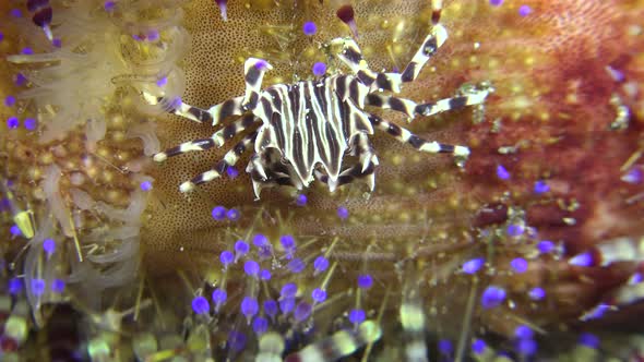 Zebra Crab on fire urchin. Close up shot of a zebra crab sitting on a colorful fire urchin.