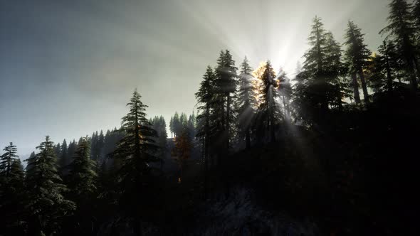 Sun Beams Through Trees alt