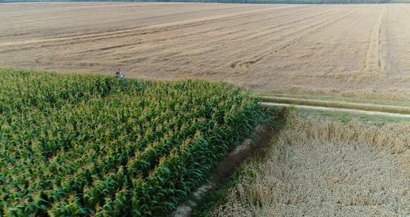 Agriculture Aerial Shot of Corn Field