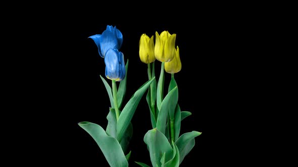 Beautiful Yellow and Blue Tulips Flowers Background