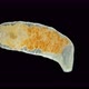 Microturbellaria Worm Under the Microscope, Phylum Platyhelminthes - VideoHive Item for Sale
