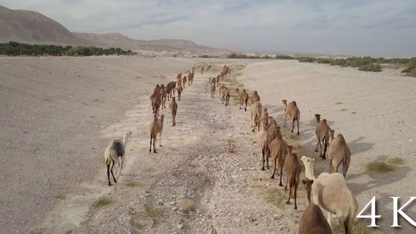 Flying over Camels Herd in the desert