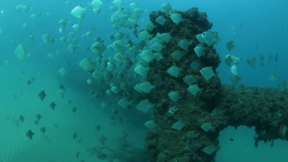 Schools of fish swimming around a underwater sewer pipeline