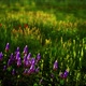 Beautiful Meadow Field with Fresh Grass - VideoHive Item for Sale
