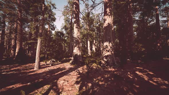 Famous Sequoia Park and Giant Sequoia Tree at Sunset