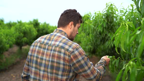 Back View Man Walking Through Peach Orchard