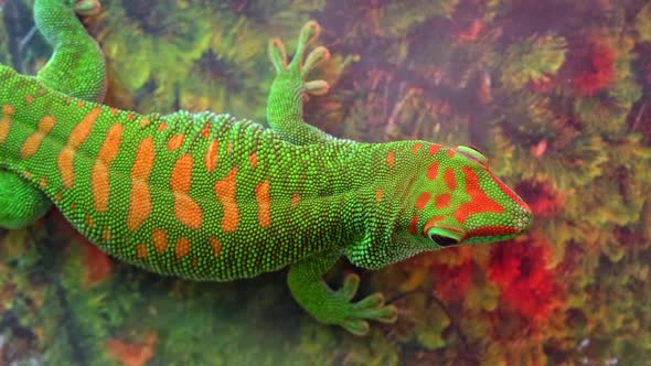 Giant day gecko on wall as fog blows by