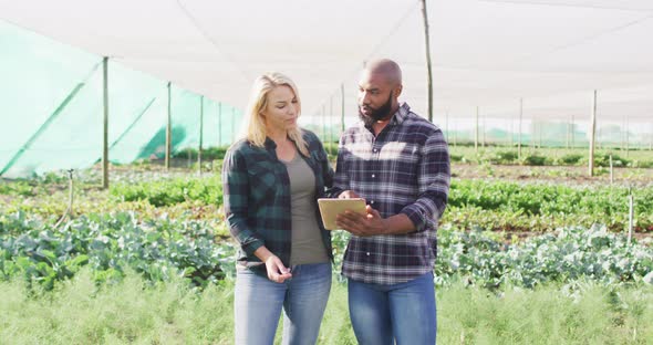 Video of happy diverse female and male with tablet in greenhouse on sunny day