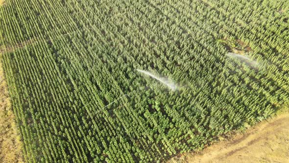 Aerial Footage of Automatic Irrigation Sprinkle Watering System in the Agriculture Field