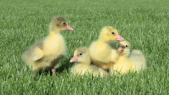 Four goslings sitting down on grass