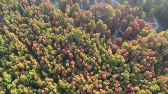 Autumn forest