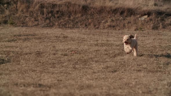 A Cute Smiling Toy Puddle Dog is Running Fast to His Owner