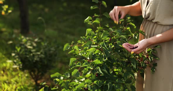 Woman picking blueberries or Serviceberry from branches in hand, home gardening