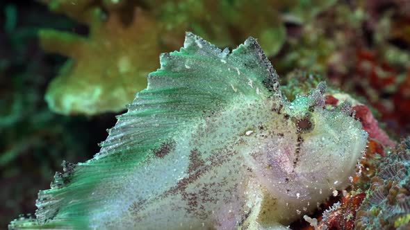 Close up of white leaf fish on coral reef