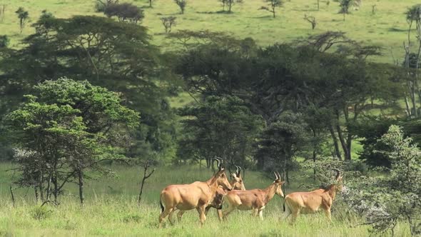 A Herd Of Hartebeest Walking Along The Meadows Of El K Safari In Kenya. -wide shot