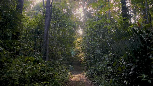 Epic Amazon Jungle Walkthrough