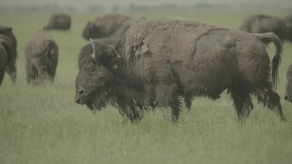 Bison in a Field on Pasture. Slow Motion