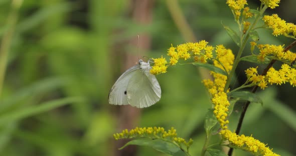 Pieris Brassicae the Large White Butterfly Also Called Cabbage Butterfly