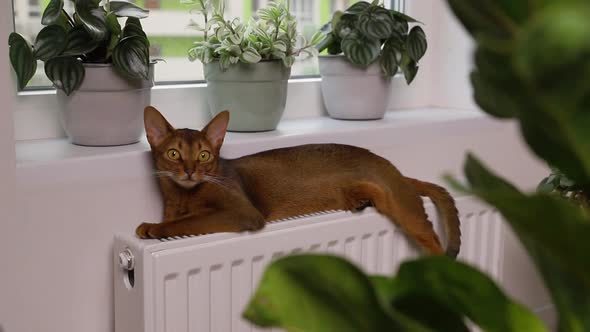 Abyssinian Young Cat Lies on the Windowsill