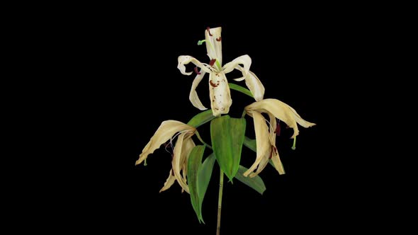 Time-lapse of dying white lily