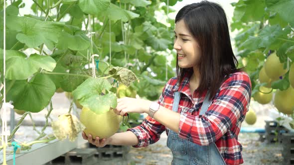 Young Asian Female Gardener Cutting and Trimming at Melon Garden Field