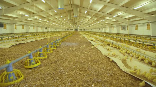 Conceptual View of Chicken Life in Poultry Farm