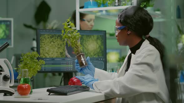 African Woman Researcher Analyzing Gmo of Tomato and Sapling