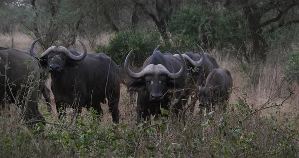 African Buffalo, syncerus caffer, Herd standing in Savannah, Tsavo Park in Kenya, Real Time 4K