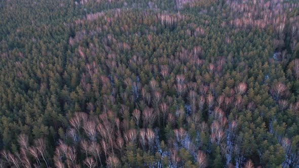 AERIAL: Pine and Birch Forest with Colourful Sunset Lighting on Trees