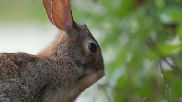 Grey Small Hare Cleaning Itself Before Eating Grass on Summer Field