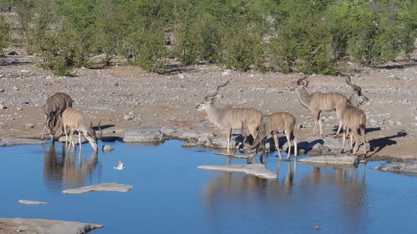 Herd of greater kudus around a pond