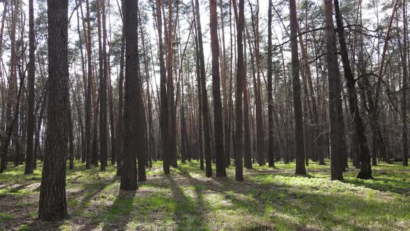 Beautiful Forest Landscape Aerial View Slow Motion