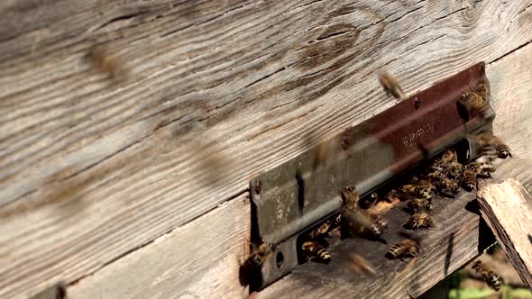 A close-up view of the working bees bringing flower pollen to the hive on its paws.