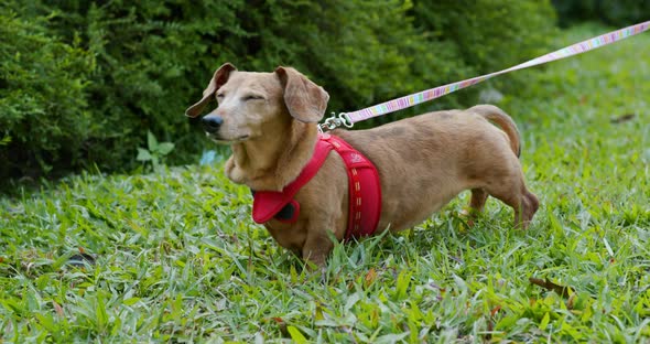 Dachshund going out in the park