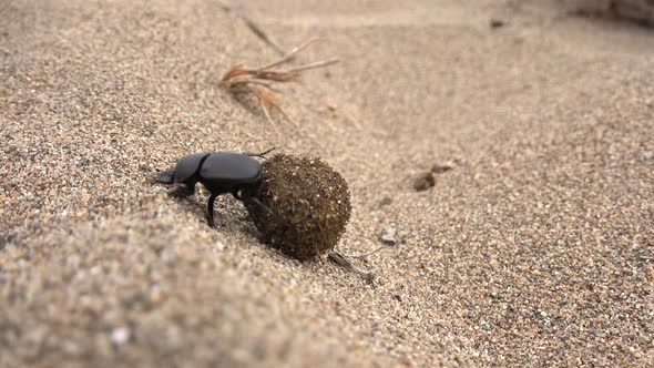 Scarab Beetle Rolling a Ball of Dung