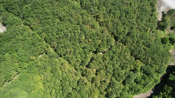 Aerial Green Forest