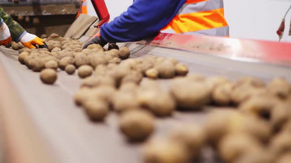 Close-up, Workers Hands in Gloves Sorting Potato Tubers on Conveyor Belt, Line, in Warehouse