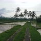 Walking through Bali rice field terrace at dawn, Mount Agung volcano background - VideoHive Item for Sale