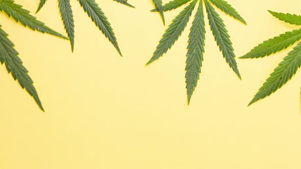 Young Juicy Green Leaves of Marijuana Lie on a Pastel Yellow Background