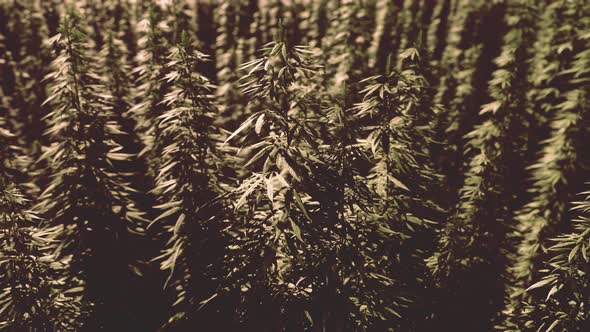 Green Technical Marihuana Cannabis Field