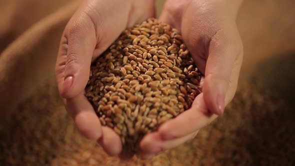 Woman taking wheat grain in hands, showing high quality product for bread baking