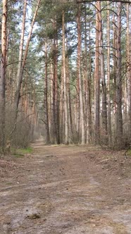 Vertical Video of a Road in the Forest